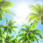 Palm trees in a sunny, dynamic landscape.