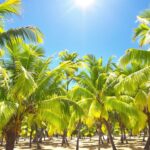 Palm trees under bright sunlight