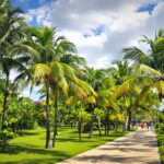 Colorful palm trees lining a sunny pathway outdoors.
